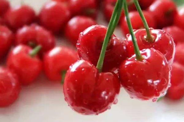 白樱桃和红樱桃的区别是什么 樱桃是热性还是凉性的