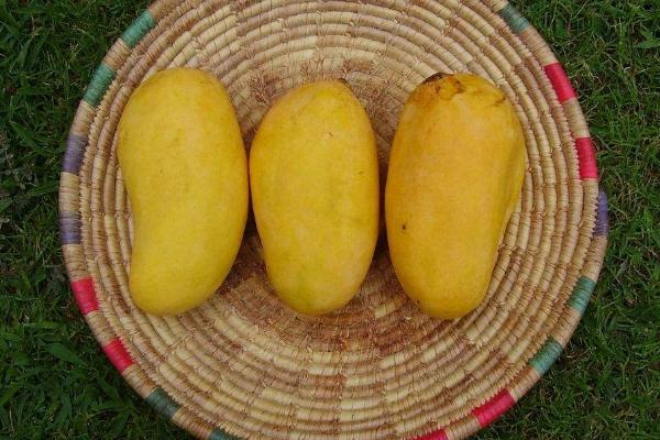 生芒果可以吃吗 生芒果怎么催熟