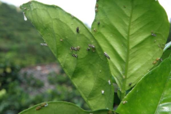 柑橘黄龙病用什么药 柑橘锈壁虱用什么药