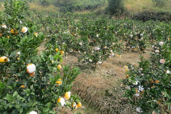 柑桔施肥最佳时间 柑桔专用肥有哪些