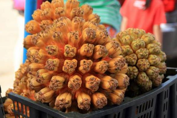 山菠萝的功效与作用及禁忌 山菠萝能治痔疮吗