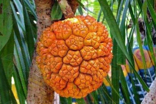 野菠萝的功效与作用 野菠萝怎么吃