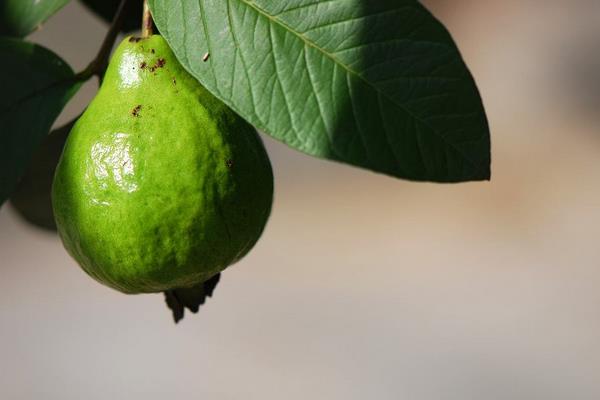 番石榴好吃吗 番石榴是什么