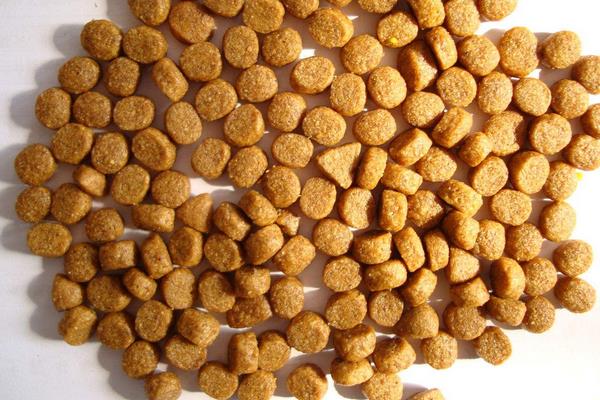 银狐犬和萨摩耶的区别是什么 银狐犬吃什么狗粮