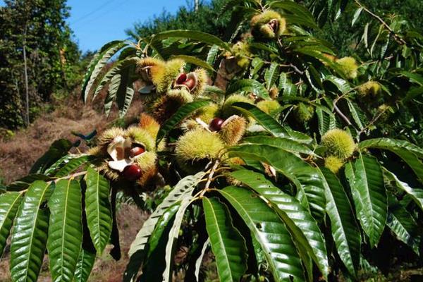 板栗什么时候上市(几月) 板栗之乡在哪里