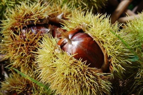 板栗什么时候上市(几月) 板栗之乡在哪里