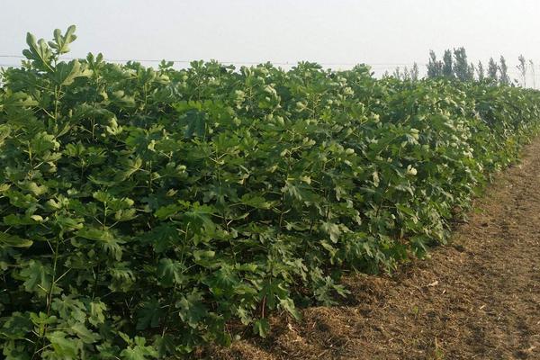 无花果施什么肥好 无花果黄叶怎么处理