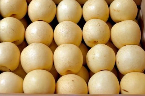 怀孕可以吃雪梨吗 经期可以吃雪梨吗