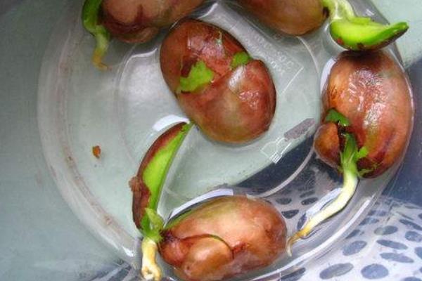 菠萝蜜种子怎么种 菠萝蜜树在北方能种吗