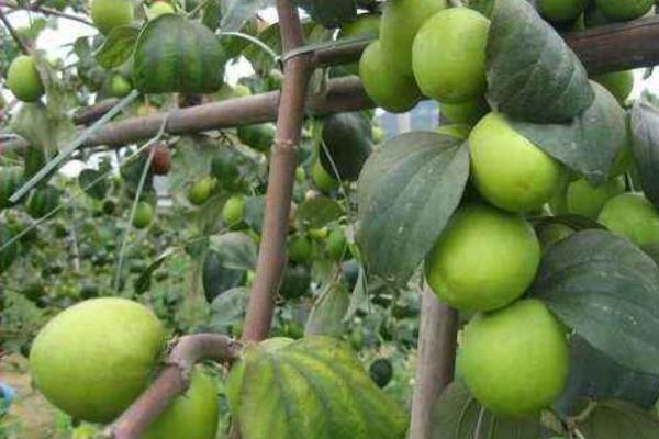 青枣种植技术 青枣几月份成熟(上市时间)