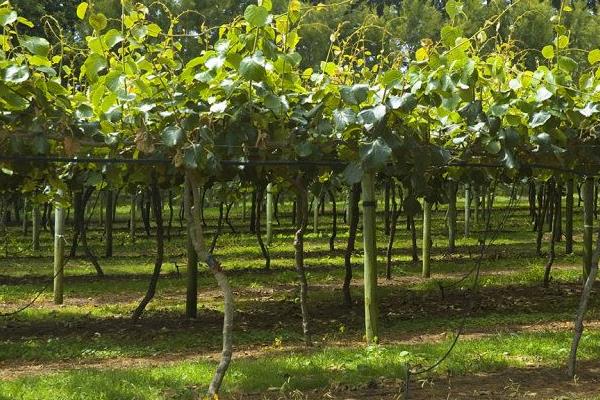 猕猴桃树苗种植方法 猕猴桃树北方能种植吗