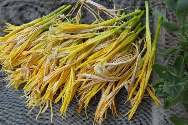 黄花菜可以催奶吗 开了花的黄花菜能吃吗