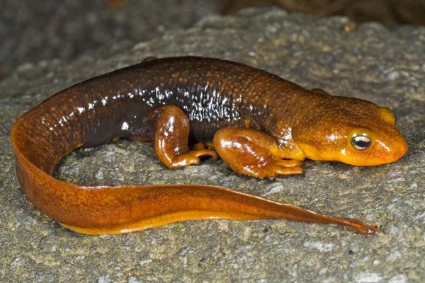 蝾螈有毒吗 蝾螈吃鱼吗