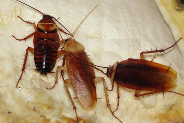 母蟑螂为什么吃公蟑螂 蟑螂公母区分方法