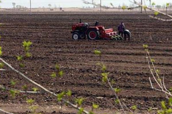 侧柏种子市场价格多少钱一斤 侧柏种子什么时候采摘