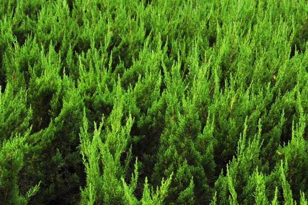 柏树怎么种 柏树什么季节种植