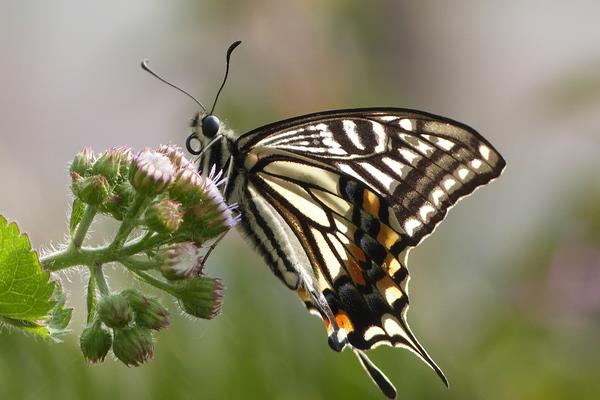 蝴蝶飞进家里好不好 蝴蝶飞进店里代表什么
