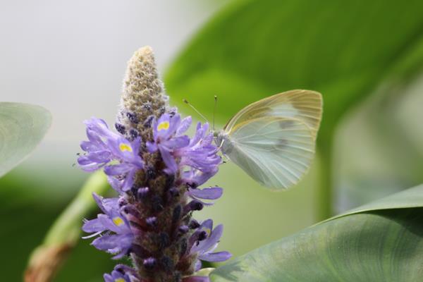 蝴蝶飞进家里好不好 蝴蝶飞进店里代表什么