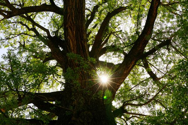 黄柏树是珍贵树木吗 黄柏树有什么药用价值