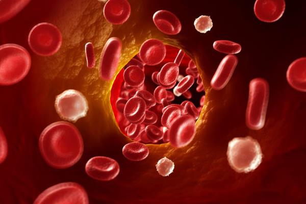 熊猫血型是什么血型 熊猫血的人聪明吗