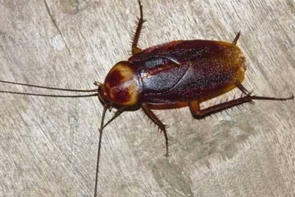 被蟑螂咬了怎么办 蟑螂对人有什么害处
