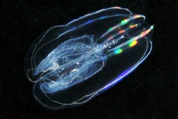 幽灵水母特点介绍 幽灵水母有毒吗