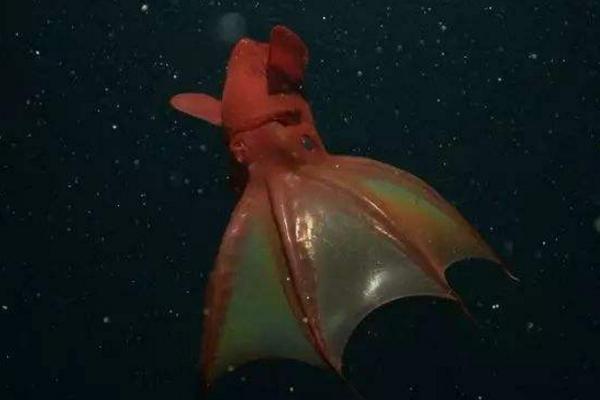 吸血鬼乌贼有什么特点 吸血鬼乌贼又叫什么