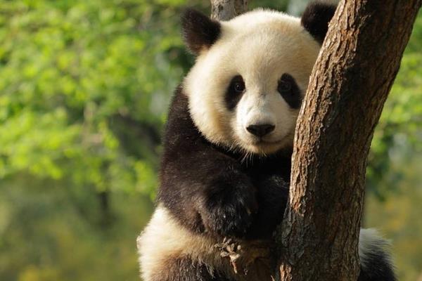 熊猫基地几点开门 熊猫基地几点去比较好