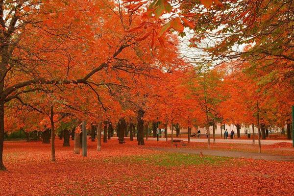 枫树有几种 枫树和梧桐树的区别是什么