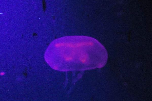 被水母蛰了怎么办（擦什么药膏） 被水母蛰了多久潜伏期