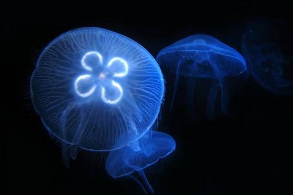 海月水母特点介绍 海月水母有毒吗
