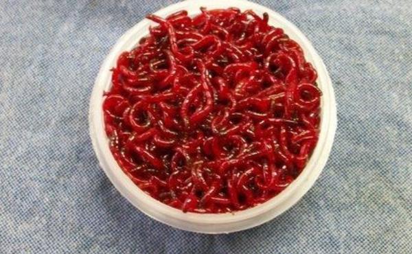 红虫钓鱼真的危险吗 钓鱼为什么不让用红虫