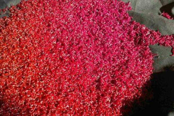 红虫钓鱼真的危险吗 钓鱼为什么不让用红虫