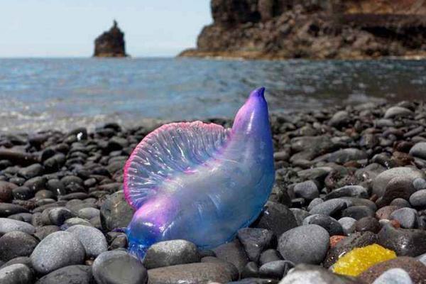 僧帽水母分布在哪里 僧帽水母中国有吗