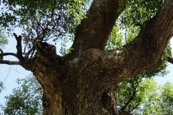 洋槐树和槐树一样吗 槐树为什么叫国槐