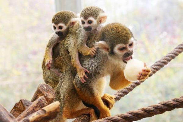 猴子的尾巴像什么 猴子的尾巴有什么作用