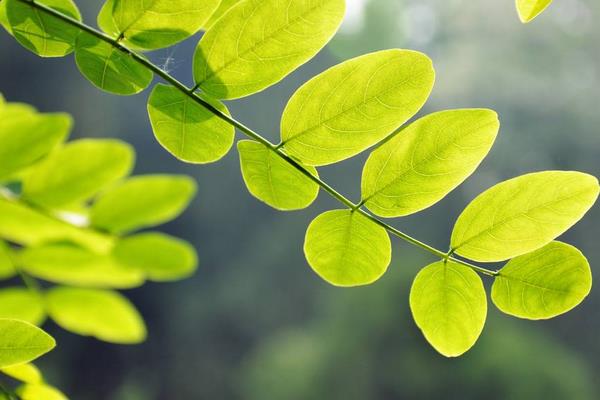 槐树的叶子像什么 槐树叶子能吃吗