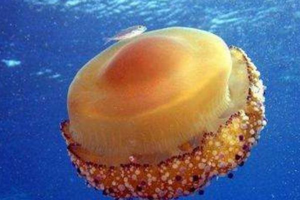 警报水母特点介绍 警报水母有毒吗