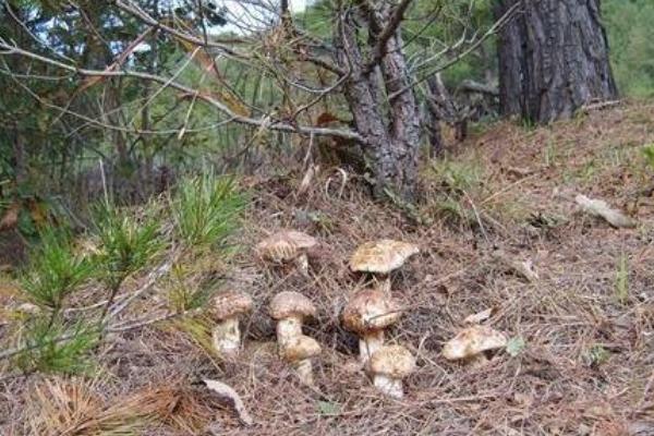 松茸什么时候上市 松茸什么季节有