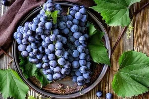 狗会吃狗肉吗 狗吃狗肉的后果是什么