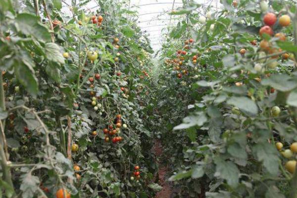 开心果适合在哪里种植 为什么没人种植开心果