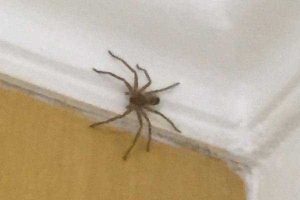 蜘蛛会咬人吗 蜘蛛咬了有什么症状