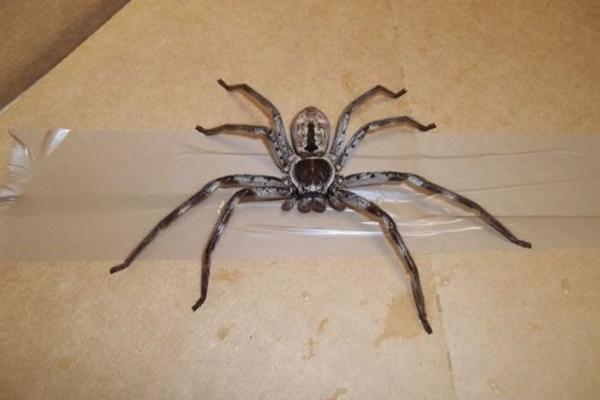 蜘蛛会咬人吗 蜘蛛咬了有什么症状