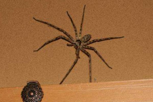 家里有大蜘蛛怎么处理 家里的黑色大蜘蛛有毒吗