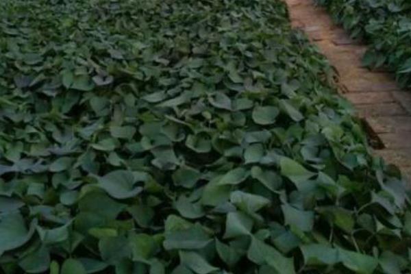 紫薯的种植方法 发芽紫薯怎么种