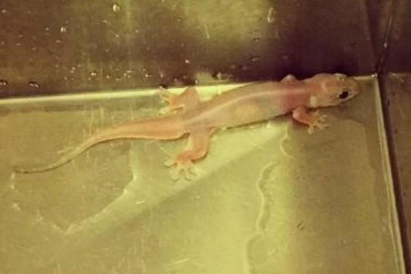 白壁虎是什么 看见白壁虎是什么兆头