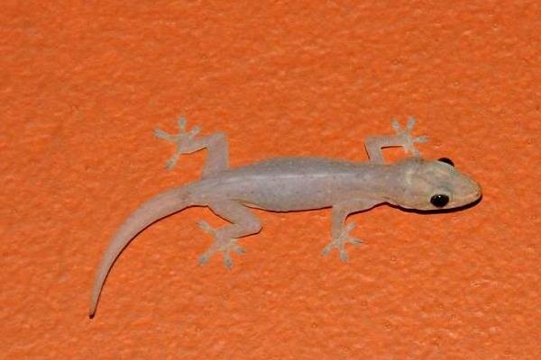 白壁虎有毒吗 白色的壁虎叫什么