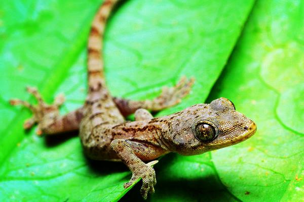 壁虎有没有毒 壁虎会咬人吗