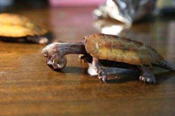 枫叶龟怎么养 枫叶龟不吃龟粮怎么办