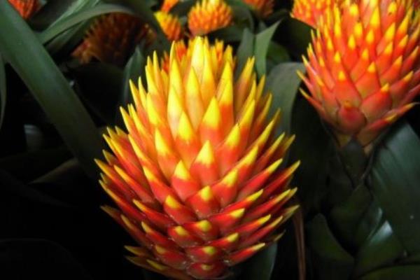 凤梨花的种类有哪些 凤梨花花语是什么